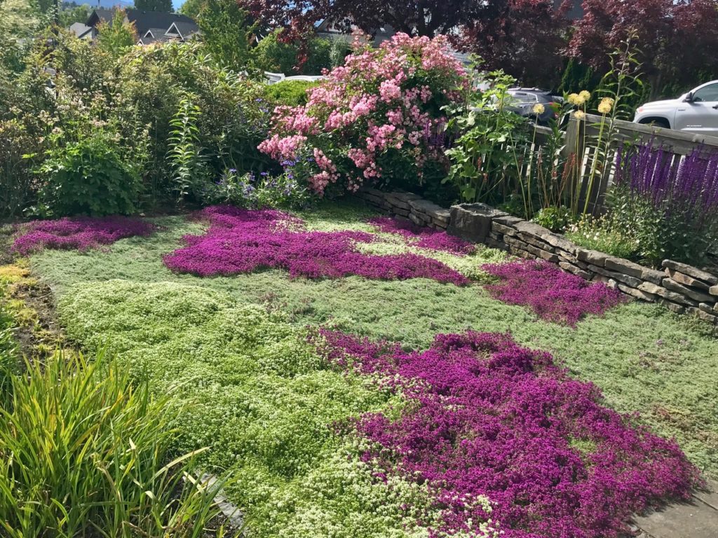 What Can I Plant Instead of Grass?
